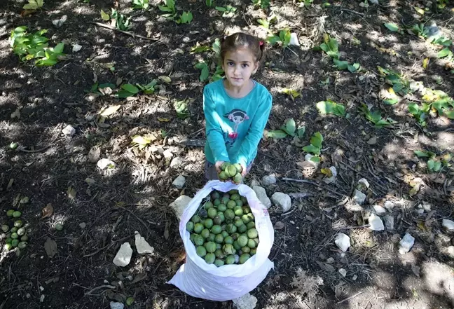 Muş'ta Ceviz Hasadı Başladı: Geleneksel Yöntemlerle Festivale Dönüşüyor