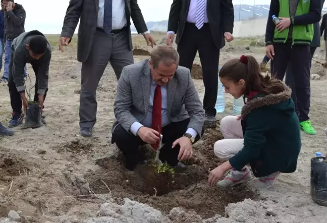 Adilcevaz'da 150 Aşılı Ceviz Fidanı Toprakla Buluştu