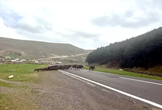 Kars'ta Yavrusuyla Dolaşan Bozayı ve Sürü Halindeki Yaban Domuzları Görüntülendi