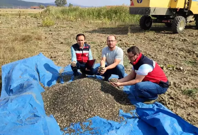 Simav'da Yağlık Ayçiçeği Ekimi Artıyor