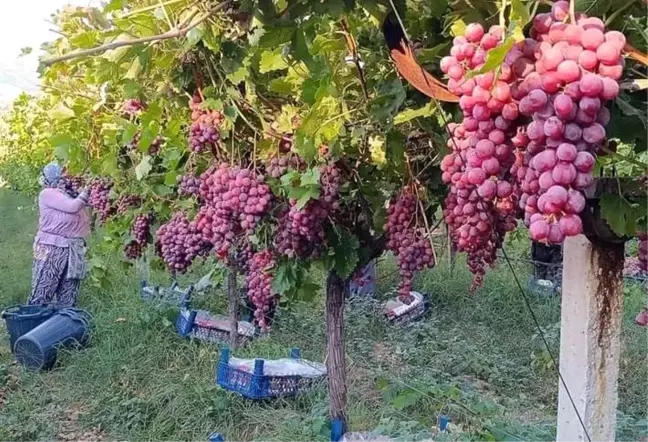 Manisa'da Red Globe Üzüm Hasadı Başladı