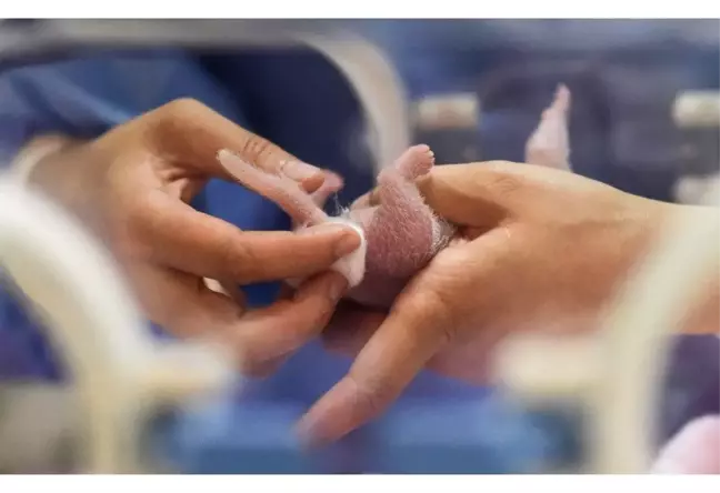 Çin'de 2019'un ilk pandası dünyaya geldi