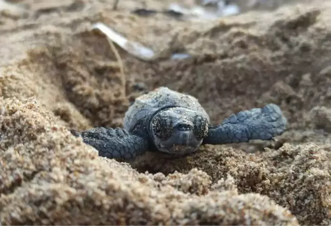 YAVRU CARETTA CARETTALAR İÇİN 'GÖBEK BAĞI' UYARISI: DOKUNMAYIN