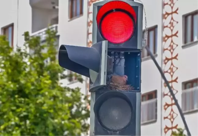 Diyarbakır'da Kumru, Trafik Işığına Yuva Yaptı