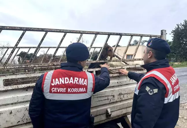 Mersin'de Özel Yetiştirilen Köpeği Çalan Şüpheli Yakalandı