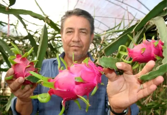 Mersin'de Pitaya Hasadına Başlandı