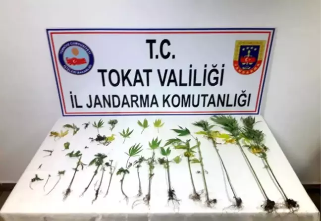 Kenevirleri Sularken Jandarmaya Yakalandı