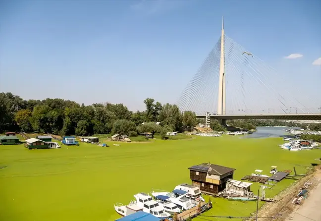 Sava Nehri Alg Patlamasıyla Yeşil Bir Görünüme Büründü