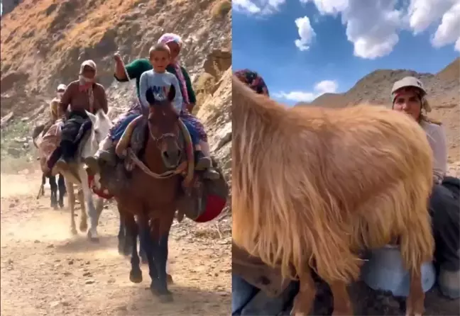 Hakkari'deki Berivanlar, Soğuksu Yaylası'nda emeklerini paylaşıyor