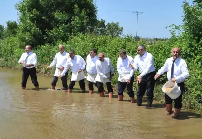 Bafra Ovası'nda Çeltik Tohumları Suyla Buluştu
