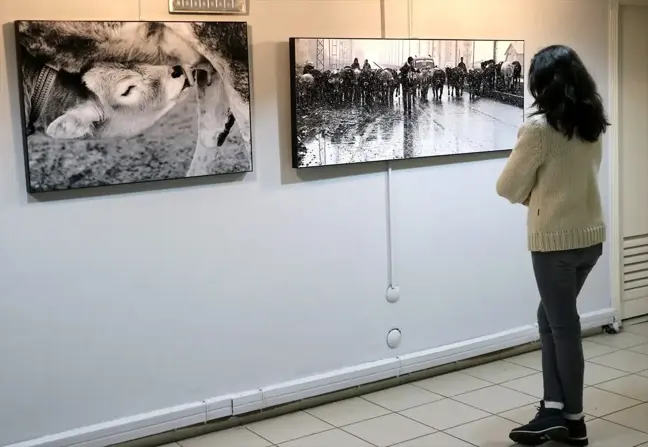 Kars'ın geleneksel hayvan pazarını anlatan fotoğraflar İzmir'de sergileniyor