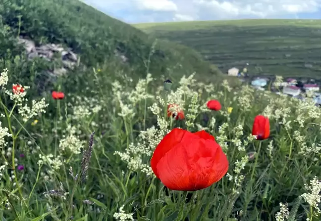 Ardahan'ın doğası çiçeklerle renklendi