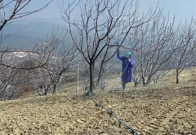 Kütahya'da Kiraz ve Vişne Ağaçlarına Bordo Bulamacı Uygulaması Başlatıldı