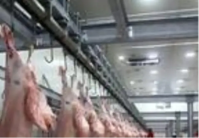 Bursa'da büyükbaş hayvanda şarbon tespit edildi, mezbaha geçici olarak kapatıldı