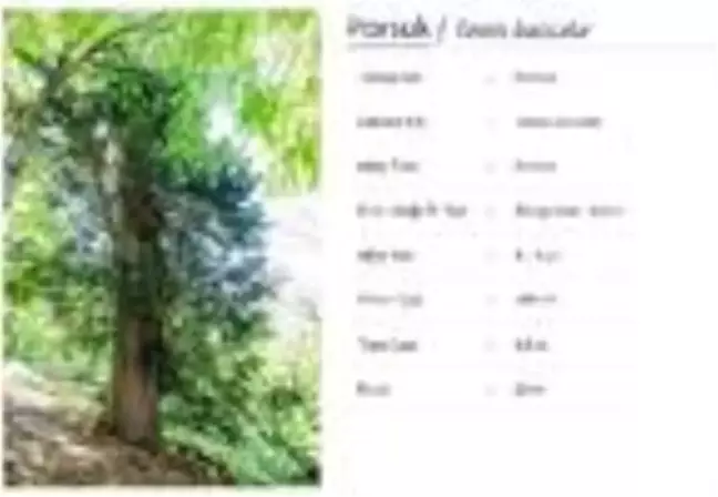 Bronz Çağı'ndan beri yaşayan porsuk ağacı, 4 bin yıl daha yaşayabilir