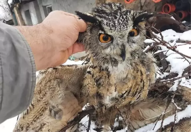 Puhu, pençesinde avladığı kuşla birlikte ölü bulundu