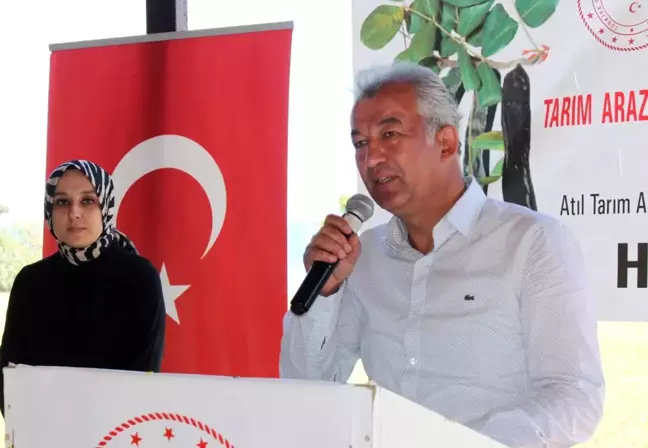 Atıl tarım arazileri keçiboynuzuyla şifa kaynağı olacak