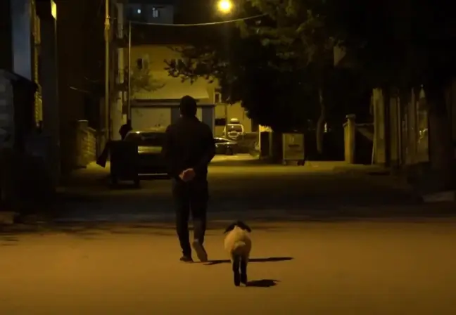 Muş'ta bebek gibi bakılan kuzu sahibinin peşinde çarşı pazar geziyor