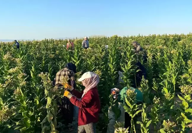 Adıyaman'ın Samsat ilçesinde tütün hasadı başladı