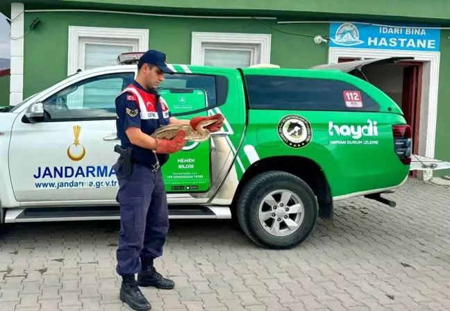 Ağrı İl Jandarma Komutanlığı, Yaralı Balıkçıl Kuşu Kurtardı