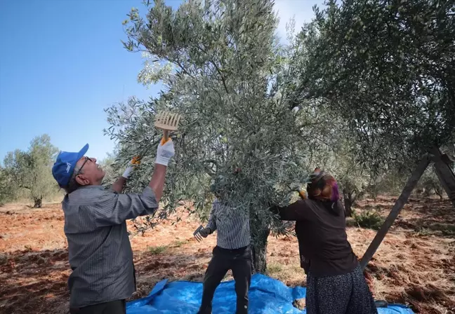 Antalya'da Zeytin ve Zeytinyağı Üretiminde Yüzde 45 Artış Bekleniyor