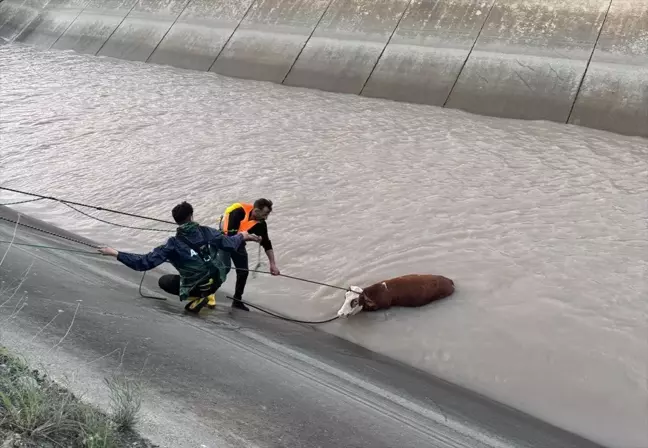 Kars'ta Baraj Kanalına Düşen Hayvanlardan 4'ü Kurtarıldı