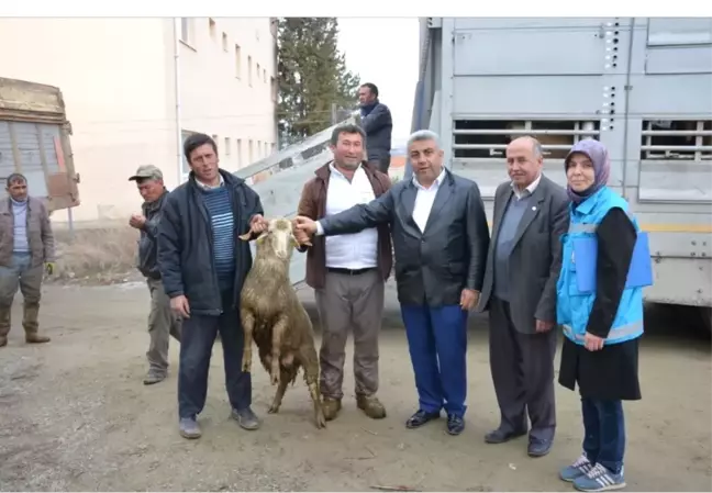 Hisarcık'ta Genç Çiftçilere Hayvan Desteği