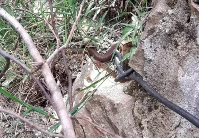 Ordu'da ilk defa Avusturya yılanı görüldü