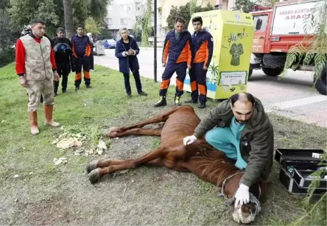 Kaderine terk edilen 'Masum'a sahip çıktılar