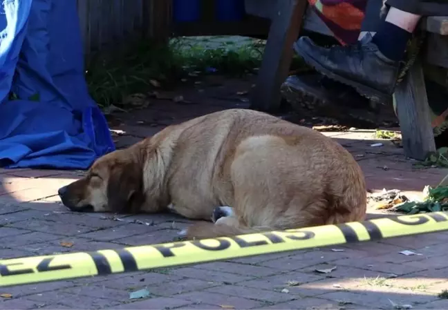 Son dakika haberi: Beslediği köpek ölü bulunan evsiz adamın başından bir an bile ayrılmadı