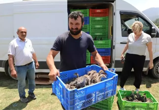 Eynif Yaylası'nı istila eden çekirgelerle 2 bin hindi mücadele edecek