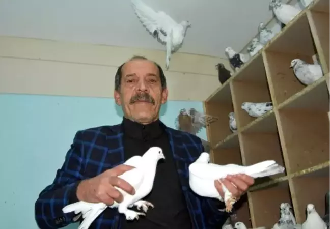 Beslediği Güvercinler İçin Yılda 50 Bin Lira Harcama Yapıyor