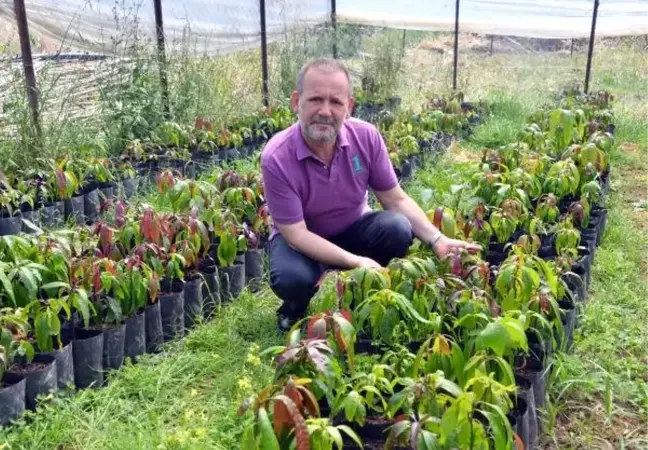 Gazipaşa'da Mango Ağacı Sayısı 5 Bini Buldu