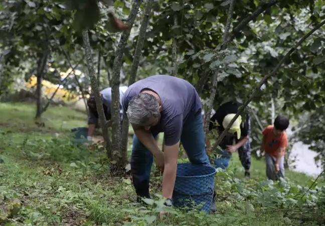 Karadeniz Bölgesi'nde fındık hasadı sürüyor