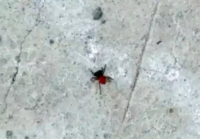 Zehirli uğur böceği örümceği bu kez de Bozüyük'te görüldü