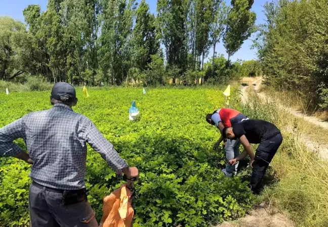 Emet'te patates üreticilerine zararlılar ve hastalıklar hakkında bilgilendirme