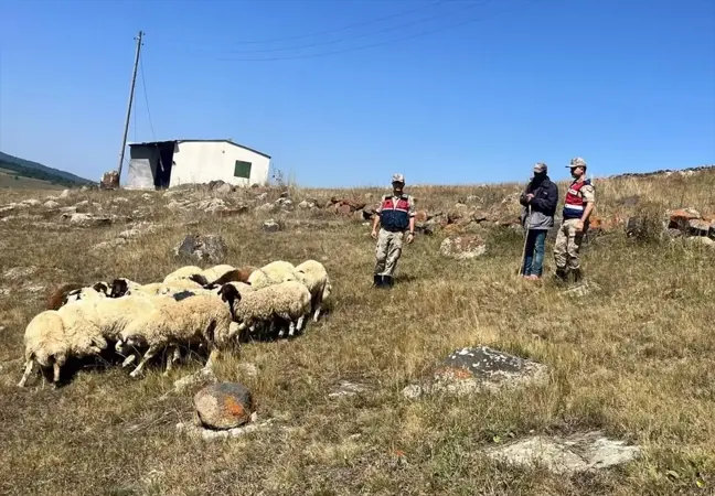 Ardahan'da Çalınan 92 Hayvan Bulundu