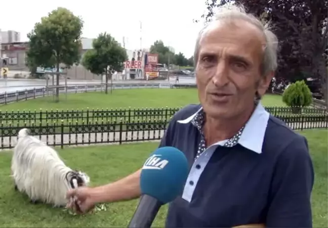 Kurbanlık İçin Aldığı Keçiyle Arkadaş Oldu
