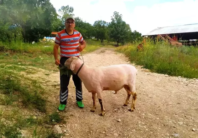 Kütahya'da güvenlik görevlisi, 150 kilo ağırlığındaki koç yetiştirdi