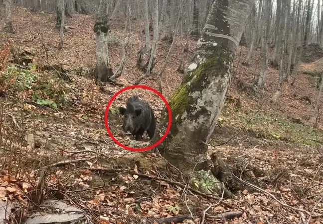 Sinop'ta Domuz Saldırısı: İki Avcı Korku Dolu Anlar Yaşadı