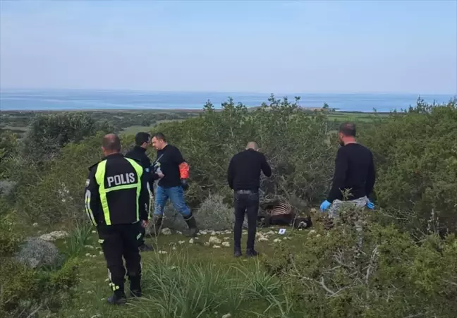 Dipkarpaz'da Yaban Eşeklerine Yönelik Toplu Saldırı: 14 Eşek Vurularak Öldürüldü