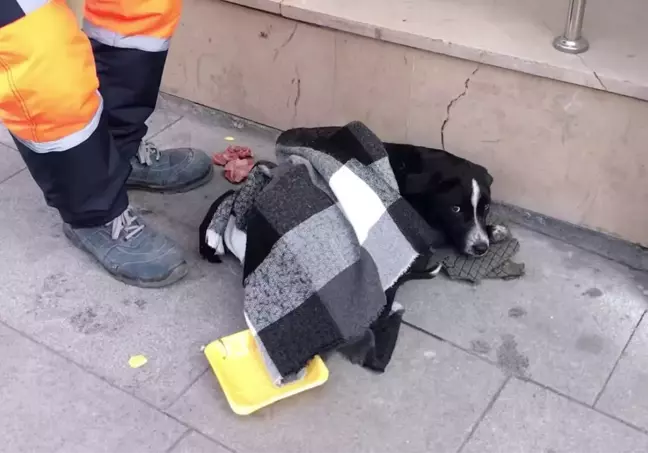 Sokak köpeğine simitçi şefkati; üşümesin diye kazağını örttü