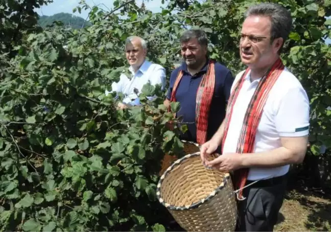 HASAT ŞENLİĞİNDE VALİ VE BELEDİYE BAŞKANI, BELİNE SEPET BAĞLAYIP FINDIK TOPLADI