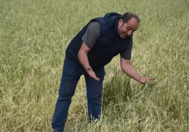Sivas'ta yağışlar çiftçileri mağdur etti