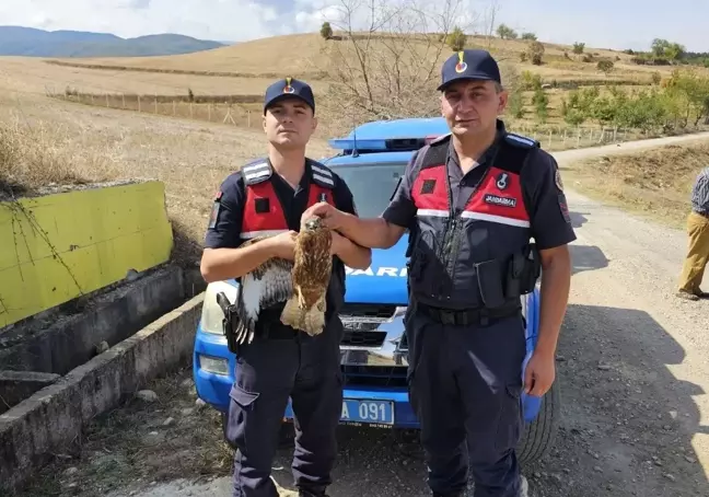 Yaralı Kızıl Şahin Koruma Altına Alındı