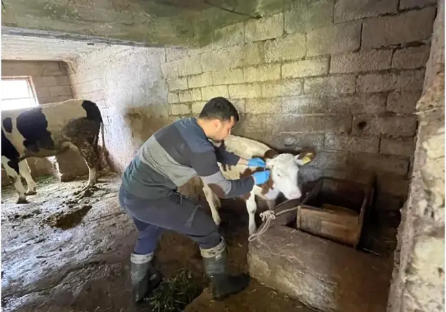 Gazipaşa'da Gıda Güvenliği ve Hayvan Sağlığı İçin Denetimler Sürüyor
