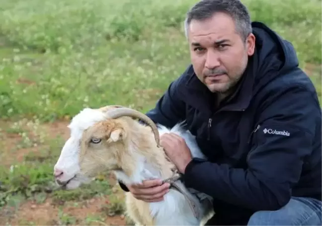 Tedavisini yaptığı keçisinin yavrularına 'Covid' ve 'Korona' adını verdi