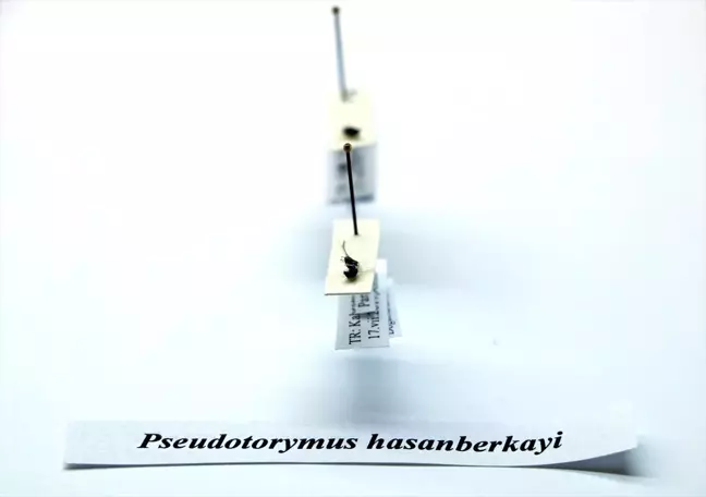 Kahramanmaraş'ta İki Yeni Böcek Türü Bulundu