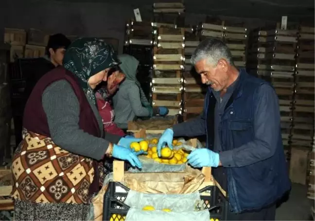 Limonlar, Kapadokya'da kayadan oyma depolarda korunuyor