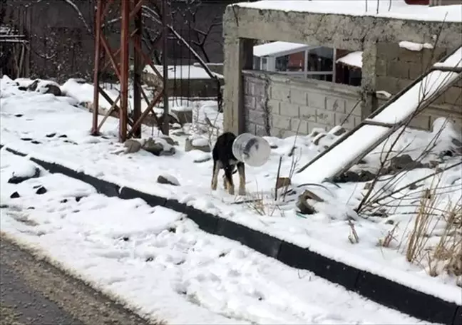 Kayseri'de bidona başı sıkışan köpeği jandarma kurtardı